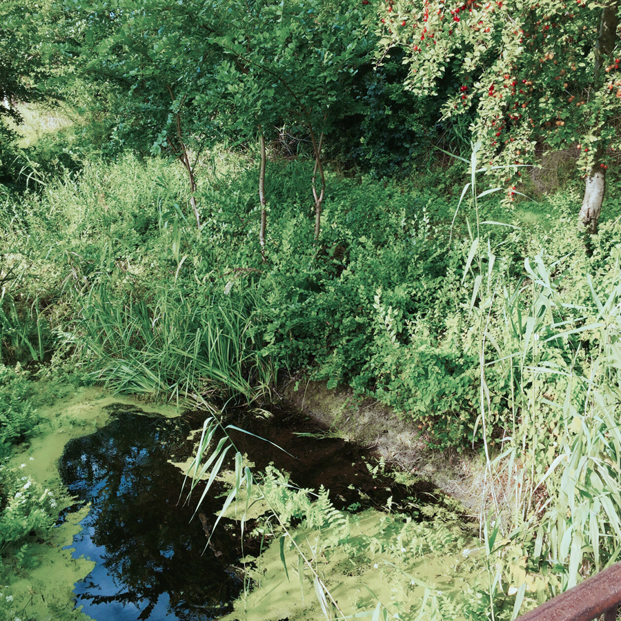 hungary-forest-water-green