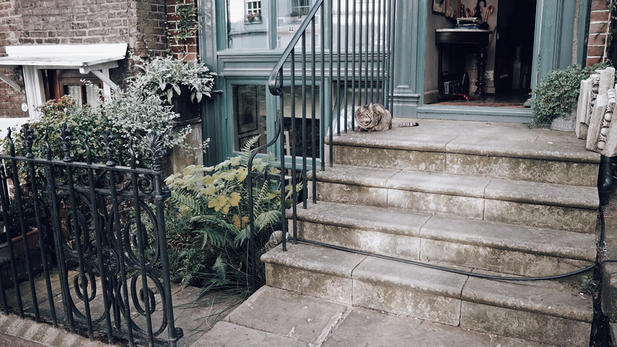 London Hampstead neighbourhood porch cat buildings
